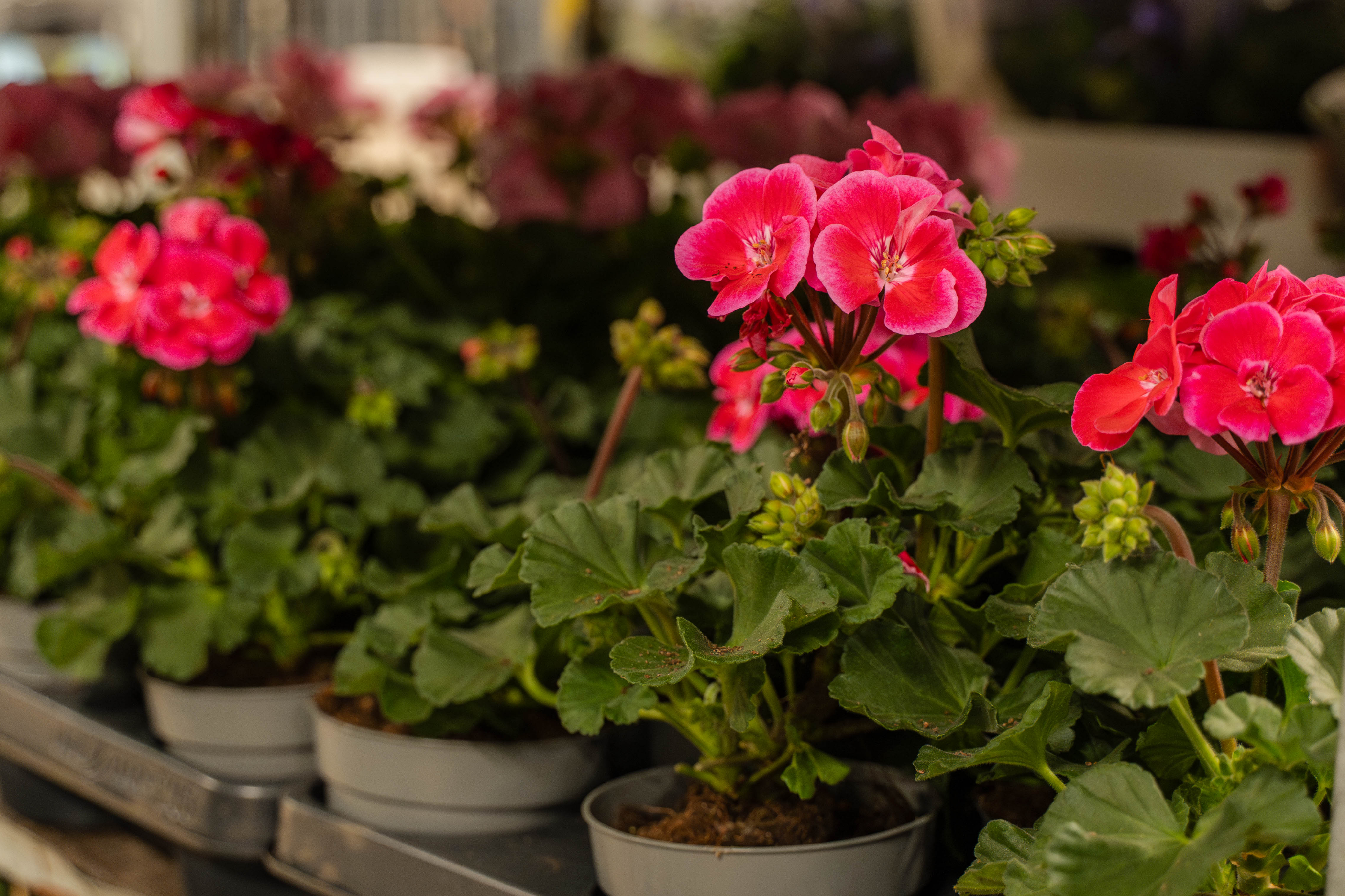 Picture for category Voorjaar 2025